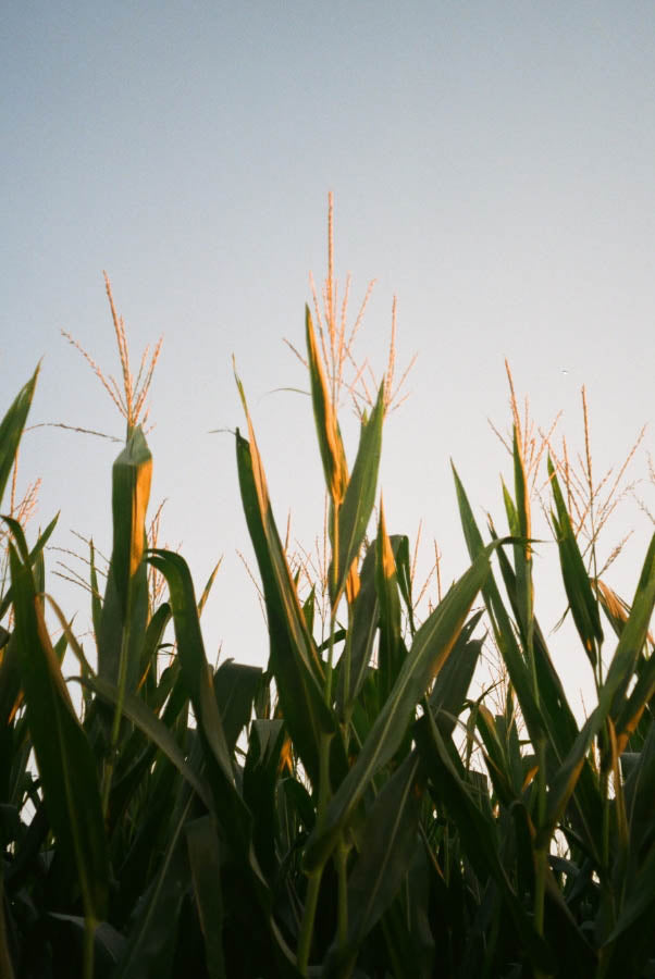 corn plant