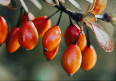 Not all Rosehip Oils are created equal.