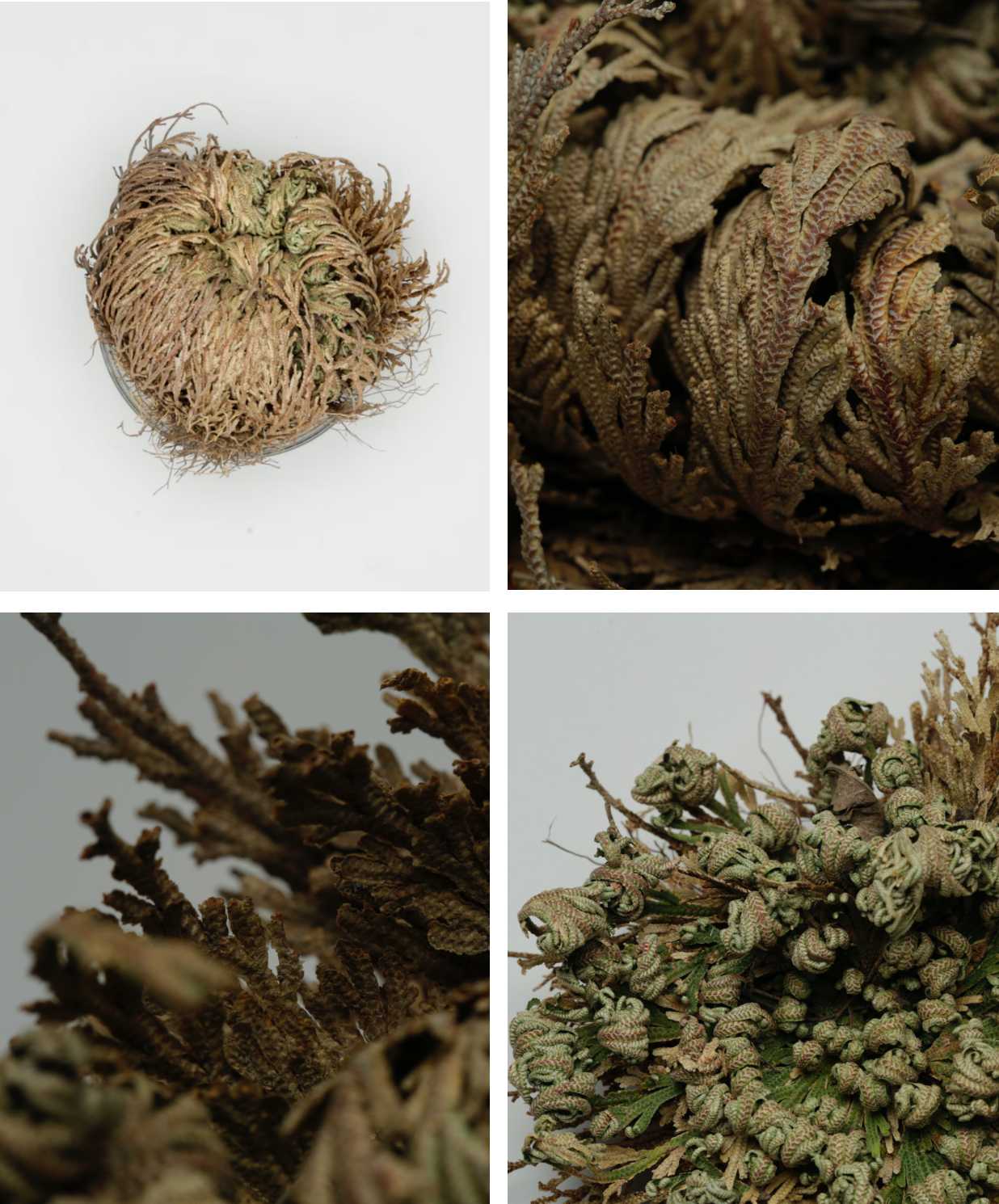  Resurrection Plant comes to life