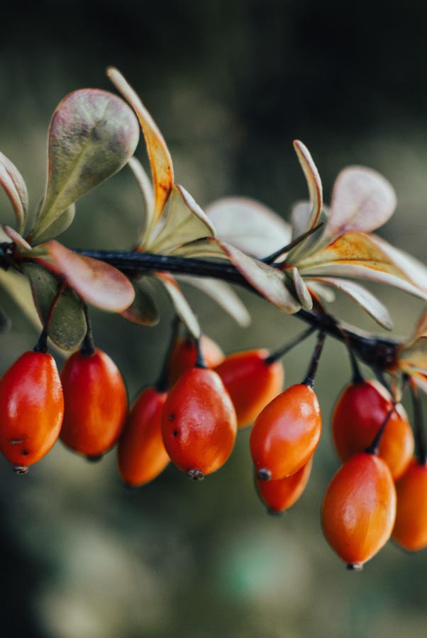 rosehip plant