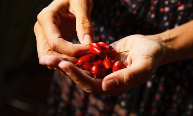 organic rosehip plant