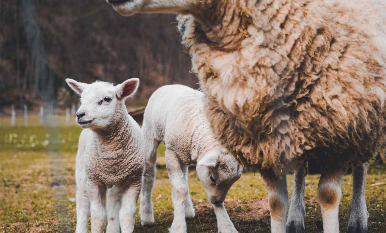 Sheep and lanolin