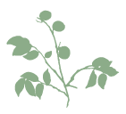 POLYHYDROXY ACID (PHA)